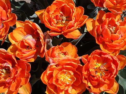 tulpan, fylld, orange, ljus, blomma, vår, pistill, trädgård, prakt, tulipa, vårväckning, Färg, frodig, schnittblume, blomfoder, natur, växt, blomkål, växa, sommar, blommande växt, kronblad, bräcklighet, sårbarhet, skönhet i naturen, blomställning, orange färg, blomhuvud, friskhet, närbild, tillväxt, inget folk, dag, full ram, utomhus, botanik, högvinkelvy, Bukett, 4K, CC0, offentligt domän, royaltyfria