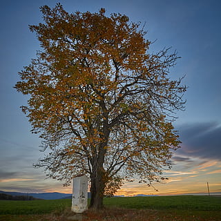 arbre d'auró, arbre, República Txeca, jeseniky, planta, cel, camp, paisatge, bellesa a la natura, cap gent, naturalesa, terra, tranquil·litat, tardor, escenics - natura, medi ambient, escena tranquil·la, núvol - cel, escena no urbana, posta de sol, color taronja, a l'aire lliure, creixement, canvi, 1080P, CC0, domini públic, lliure de regalies