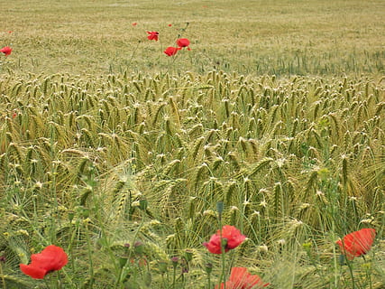 campo di erba verde, campo di mais, estate, grano, cereali, campo di grano, arabile, sole, verde, papavero, rosso, fiore di papavero, pianta, fiore, campo, terra, crescita, pianta fiorita, bellezza nella natura, natura, freschezza, paesaggio, giorno, scena rurale, vulnerabilità, raccolto, fragilità, agricoltura, colore verde, pianta di cereali, nessuno, all'aperto, testa di fiore, 2K, CC0, dominio pubblico, privo di copyright