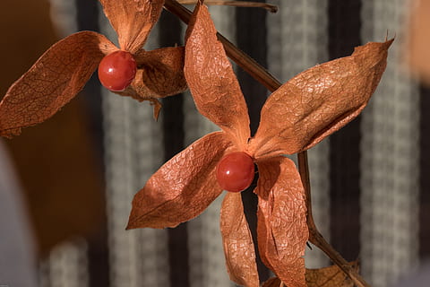 physalis, bærfrugt, bær, frugt, bær, frugt, frugter, mad, tæt, mad og drikke, friskhed, tæt på, hængende, indendørs, fokus på forgrunden, ingen mennesker, sund kost, Brun, velvære, dag, tør, rød, vækst, natur, blad, plante, orange farve, plante del, tørret, 5K, CC0, offentligt domæne, royaltyfrie