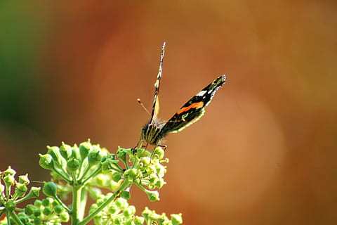 butterfly, wing, insect, close, autumn, sit, butterfly wings, butterflies, probe, nature, macro, animal, insect wing, wild living, wild animals, hello, greeting, greeting card, see, the insect's eye, eyes, sweet, cute, landscape, small, head, animal themes, one animal, animal wildlife, animals in the wild, invertebrate, plant, beauty in nature, close-up, flower, fragility, flowering plant, vulnerability, freshness, animal wing, growth, no people, focus on foreground, butterfly - insect, outdoors, pollination, flower head, 5K, CC0, public domain, royalty free
