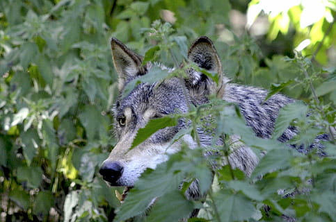grå, ulv, grøn, planter, tæt på, fotografering, lurer, skjule, pakke, ulveflok, Skov, canis lupus, rovdyr, hunde, dyr, dyre temaer, et dyr, dyreliv, pattedyr, dyr i naturen, natur, plante, hvirveldyr, ingen mennesker, dag, plante del, blad, træ, selektiv fokusering, jord, udendørs, dyr kropsdel, ungt dyr, dyr hoved, planteædende, 4K, CC0, offentligt domæne, royaltyfrie