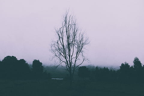 tree, center, field, bare, grass, photo, nature, landscape, trees, forest, woods, dark, night, bare tree, scenics, tranquil scene, outdoors, tranquility, no people, plant, fog, scenics - nature, sky, environment, beauty in nature, land, non-urban scene, remote, bench, park bench, 5K, CC0, public domain, royalty free