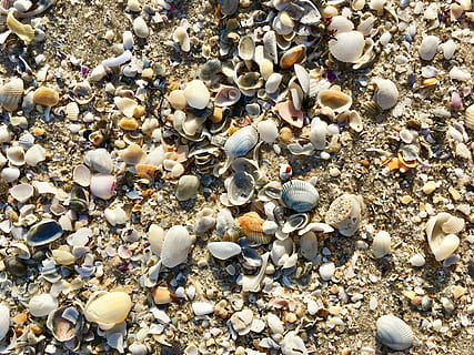 skaller, strand, sand, kyst, natur, muslingeskaller, struktur, udendørs, skal, jord, muslingeskal, dyreliv, dyreskal, sten - objekt, ingen mennesker, solid, høj vinkel visning, overflod, stor gruppe af objekter, rullesten, hav, klippe, dyr, dag, sten-, vand, marine, 4K