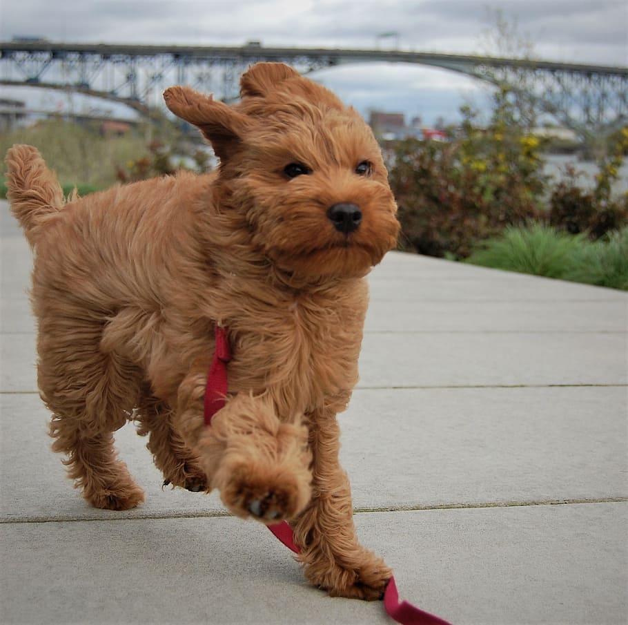 Ventós, vent, cadell, labradoodle, Williamette, ross island bridge, costa sud, Portland, pell, cabell, temes d'animals, un animal, animals domèstics, cap gent, mascotes, gos, nacional, animal, mamífer, vertebrats, caní, marró, dia, centrar-se en primer pla, retrat, sendera, mirant la càmera, a l'aire lliure, de peu, mirant, cap d’animals, gat de gingebre, bigotis, 1080P