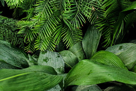 linear, Grün, blätterte, Pflanzen, grüne Blätter, Pflanze, Baum, Natur, Blatt, grüne Farbe, Wachstum, Pflanzenteil, Schönheit in der Natur, keine Leute, Frische, Nahansicht, Tag, Vollbild, Hintergründe, draußen, Land, High Angle View, Ruhe, Essen und Trinken, Lebensmittel, Blätter, 2K, CC0, gemeinfrei, lizenzfrei