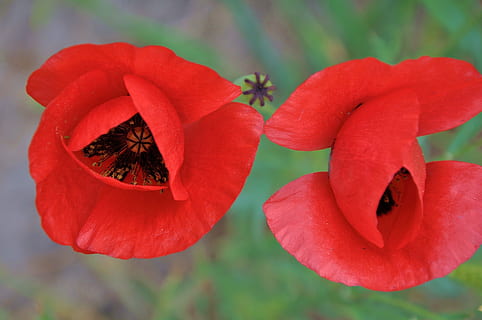 fiore, fiori di primavera, primavera, natura, pianta fiorita, pianta, rosso, avvicinamento, freschezza, petalo, bellezza nella natura, fragilità, vulnerabilità, concentrarsi sulle conoscenze acquisite, infiorescenza, testa di fiore, crescita, nessuno, all'aperto, giorno, messa a fuoco selettiva, cibo, morbidezza, 4K, CC0, dominio pubblico, privo di copyright