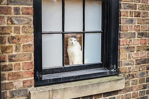cat, london, brick, windows, mammal, one animal, animal themes, animal, window, wall, domestic animals, pets, domestic, brick wall, architecture, building exterior, built structure, no people, domestic cat, day, feline, wall - building feature, animal head, small, waiting, 2K, CC0, public domain, royalty free