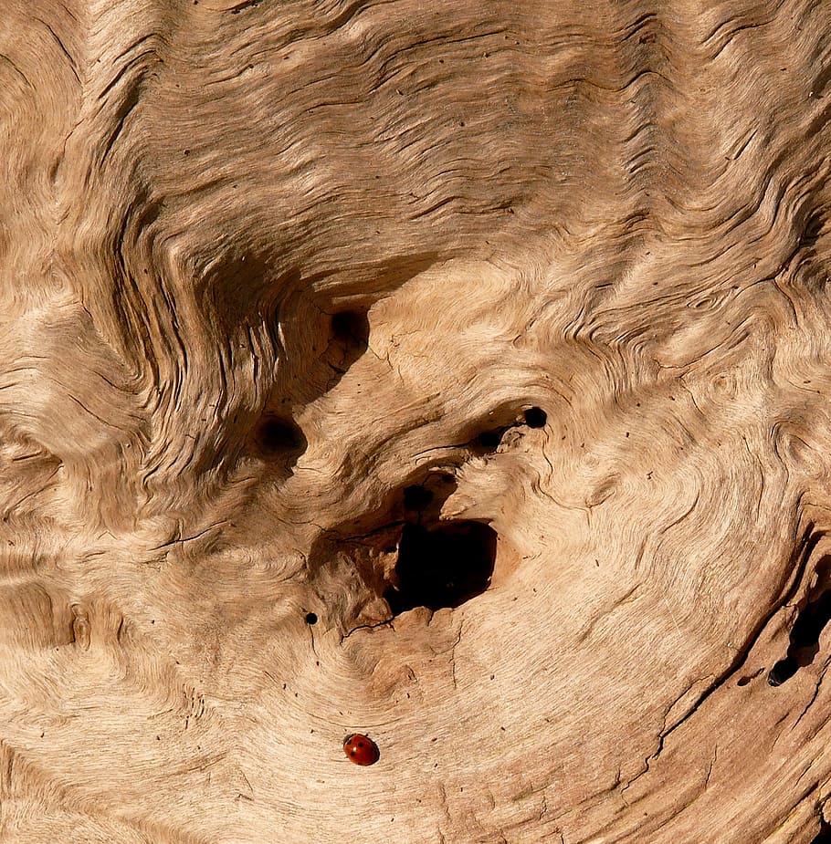 fusta, naturalesa, arbre, tensió, registres, tronc, textura, natura morta, escorça, arbre mort, color, marieta, insecte, vermell, negre, caure, fusta flotant, geologia, rock - object, cap gent, geografia física, cova, dia, fos, primer pla, material de fusta, patró, marró, marc complet, fons, forat, aspre, patró natural, a l'aire lliure, gra de fusta, formació de roca, erosionat, gres, 2K