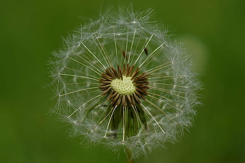 mælkebøtte, vind, natur, frø, plante, forår, blomst, tæt, spids blomst, eng, fælles flyvning, sommer, falmede, hvid, flyve, makro, paraply, flyvende frø, lykønskningskort, forgængelighed, idyllisk, flyvningen, blomstrende plante, skrøbelighed, sårbarhed, tæt på, skønhed i naturen, friskhed, vækst, blomsterhoved, blomsterstand, mælkebøtte frø, fokus på forgrunden, ingen mennesker, blødhed, dag, udendørs, 5K, CC0, offentligt domæne, royaltyfrie
