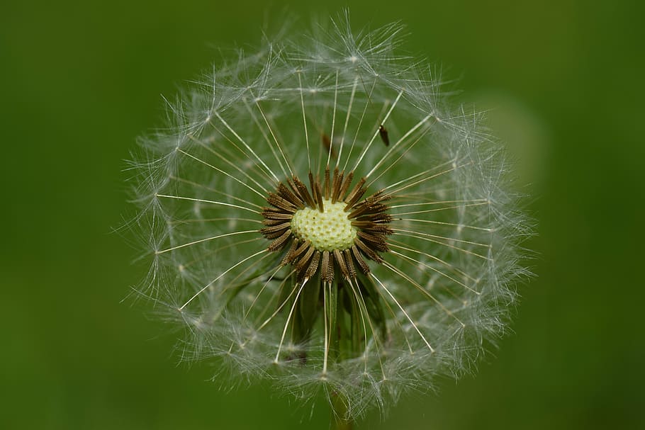 dent de lleó, vent, naturalesa, llavors, planta, primavera, flor, tancar, flor punxeguda, prat, vol comú, estiu, esvaïda, blanc, volar, macro, paraigua, llavors voladores, targeta de felicitació, la fugacitat, idíl·lic, vol, planta amb flors, fragilitat, vulnerabilitat, primer pla, bellesa a la natura, frescor, creixement, cap de flor, inflorescència, llavor de dent de lleó, centrar-se en primer pla, cap gent, llavor, suavitat, dia, a l'aire lliure, 5K