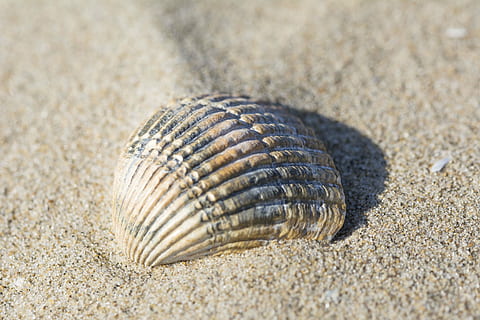 Schale, Strand, Sand, Muscheln, Natur, Meer, Beschuss, Hintergrund, Urlaub, Struktur, Kurve, Grate, Hitze, Tierwelt, Land, Tier, Tierthemen, keine Leute, Tierhülle, Fossil, Tiere in freier Wildbahn, Muschel, Nahansicht, Sonnenlicht, ein Tier, draußen, Tag, Leben im Meer, Marine, 5K, CC0, gemeinfrei, lizenzfrei
