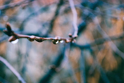 brindille de bois brun, peu profond, photographie de mise au point, branche d'arbre, eau, gouttes, branche, arbre, bourgeon, gouttelette, plante, fermer, la nature, personne, journée, mise au point sélective, beauté dans la nature, se concentrer sur le premier plan, laissez tomber, croissance, en plein air, humide, brindille, tranquillité, hiver, conifère, goutte de pluie, 4K, CC0, domaine public, libre de droits