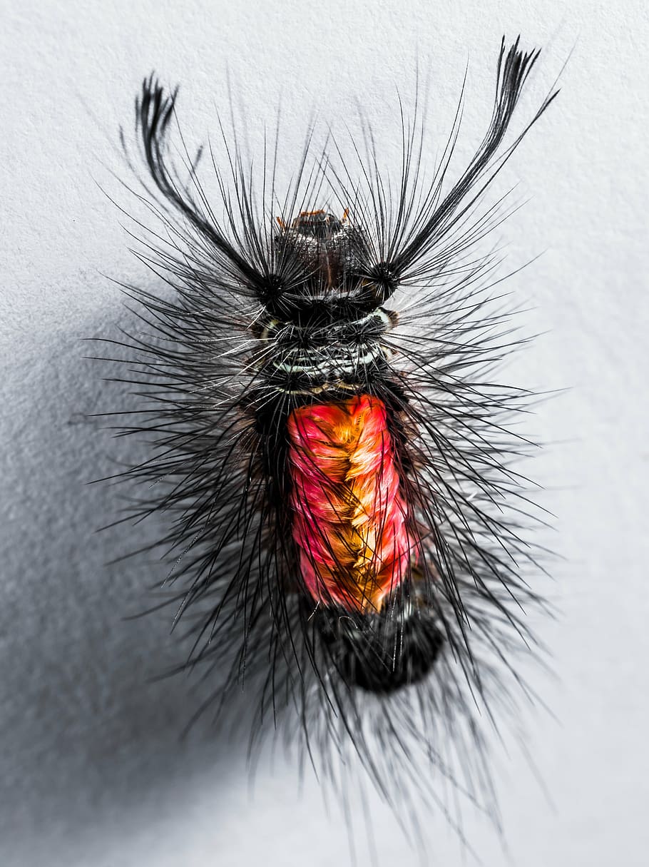 eruga, pelut, espinós, tancar, temes d'animals, animal, un animal, invertebrat, insecte, fauna animal, primer pla, cap gent, animals a la natura, part del cos dels animals, color negre, pèl d’animals, enfocament selectiu, color aïllat, cabell, artròpode, naturalesa, a l'interior, primer pla extrem, vermell, papallona - insecte, 4K