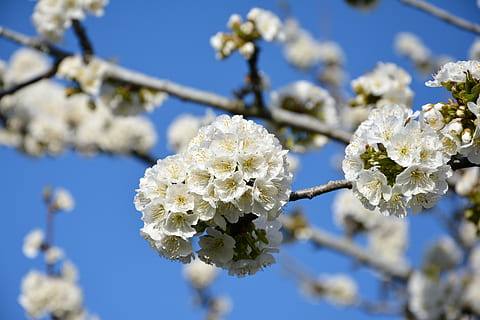 ciliegia, fiore, rametto, primavera, natura, fiori di primavera, giardino, macro, vicino, pianta, tacchino, macro chichewa, germoglio, colpi di dettaglio, sfondo, bellissimo, chichewa primavera, bianca, cielo, incidentalmente primavera, fiori bianchi, ramo di ciliegio, pianta fiorita, fragilità, vulnerabilità, freschezza, crescita, bellezza nella natura, concentrarsi sulle conoscenze acquisite, fiorire, avvicinamento, Colore bianco, ramo, albero, nessuno, giorno, infiorescenza, testa di fiore, fiore di ciliegio, all'aperto, polline, ciliegio, morbidezza, 5K, CC0, dominio pubblico, privo di copyright