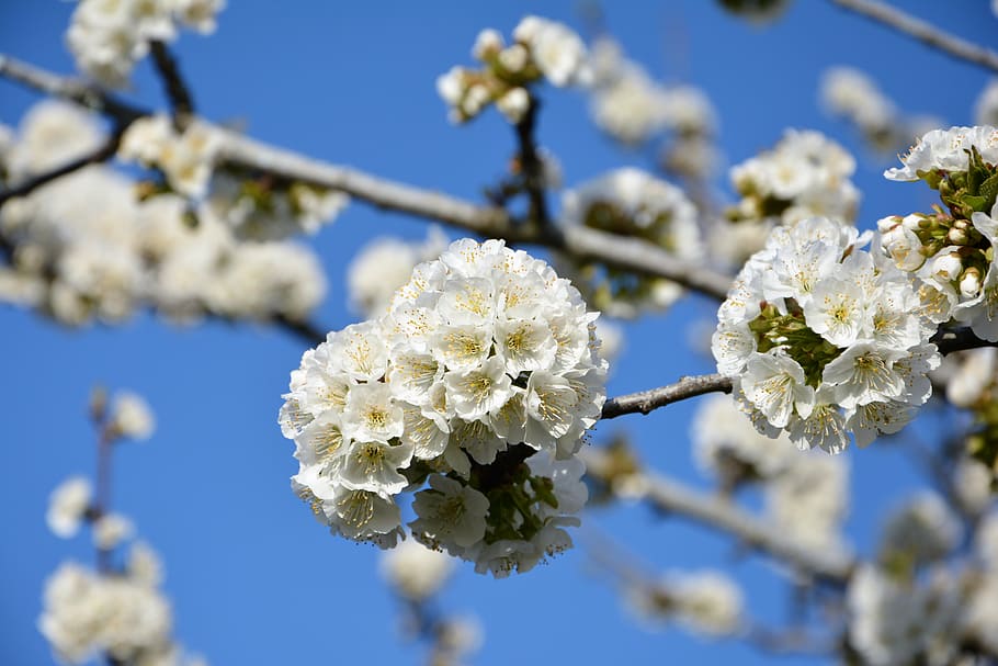 cirera, flor, ramita, primavera, naturalesa, flors de primavera, jardí, macro, tancar, planta, gall dindi, macro chichewa, brot, detalls de tirs, fons, bonic, primavera de chichewa, blanc, cel, incidentalment primavera, flors blanques, branca de la cirera, planta amb flors, fragilitat, vulnerabilitat, frescor, creixement, bellesa a la natura, centrar-se en primer pla, primer pla, Color blanc, branca, arbre, cap gent, dia, inflorescència, cap de flor, flor de cirerer, a l'aire lliure, pol·len, cirerer, suavitat, 5K