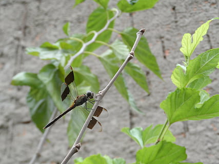 libellula, libelula, insetto, foglia, parte vegetale, pianta, crescita, colore verde, avvicinamento, natura, concentrarsi sulle conoscenze acquisite, giorno, bellezza nella natura, nessuno, animali allo stato selvatico, fauna selvatica, invertebrato, all'aperto, un animale, stelo vegetale, animale, temi animali, 4K, CC0, dominio pubblico, privo di copyright