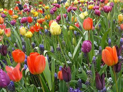 bulbi, primavera, misto, campi di tulipani, Keukenhof, tulipani, Olanda, lampadina Paesi Bassi, colori, pianta fiorita, fiore, pianta, crescita, bellezza nella natura, freschezza, fragilità, vulnerabilità, petalo, tulipano, testa di fiore, avvicinamento, nessuno, campo, natura, infiorescenza, colore verde, terra, botanica, giorno, letto di fiori, viola, 2K, CC0, dominio pubblico, privo di copyright