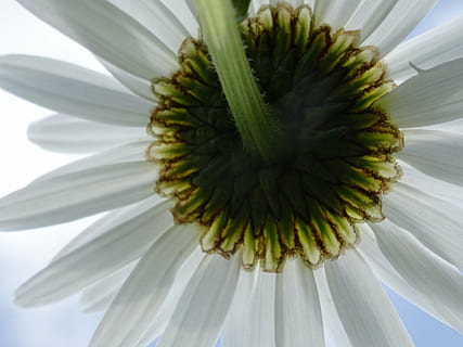 fiore, bianca, margarithe, fiorire, fioritura, pianta, flora, estate, crescita, freschezza, avvicinamento, bellezza nella natura, nessuno, testa di fiore, natura, pianta fiorita, infiorescenza, vulnerabilità, petalo, fragilità, colore verde, polline, giorno, Colore bianco, all'aperto, sepalo, 5K, CC0, dominio pubblico, privo di copyright