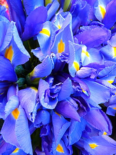 violetit kukat, iiris, sininen, kukat, kukka, luonto, kasvi, terälehti, violetti, lähikuva, kauneus luonnossa, alttius, hauraus, tuoreus, kukinto, kukka pää, kasvu, ei ihmisiä, koko kehys, päivä, ulkona, korkea kulma, kukka-asetelma, 4K, CC0, public domain, rojaltivapaa
