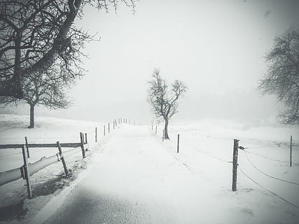 stromy, cesta, silnice, ulice, dřevo, sníh, studená teplota, zimní, strom, rostlina, Příroda, bariéra, hranice, krása v přírodě, cesta vpřed, plot, nikdo, směr, krytina, den, nebe, klid, klidné scény, scenics - příroda, venku, perspektiva, extrémní počasí, sněží, 1080P, CC0, veřejná doména, bez autorských práv
