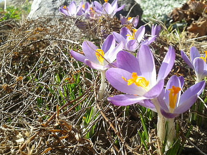 crocus, primavera, sol, planta amb flors, flor, planta, vulnerabilitat, fragilitat, frescor, pètal, bellesa a la natura, creixement, safrà, porpra, primer pla, iris, naturalesa, terra, cap gent, cap de flor, dia, inflorescència, camp, pol·len, a l'aire lliure, 2K, CC0, domini públic, lliure de regalies