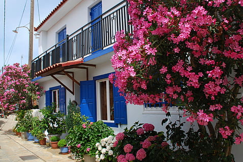samos, oleander, Yunani, jendela, fasad, daun jendela, biru, bunga, eksterior bangunan, warna merah jambu, Arsitektur, ungu, di luar rumah, menanam, struktur yang dibangun, tanaman berbunga, bangunan, pertumbuhan, alam, hari, tidak ada orang, kerapuhan, kesegaran, distrik perumahan, kerentanan, keindahan di alam, rumah, pohon, 2K, CC0, domain publik, bebas royalti