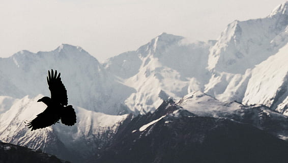 silhouette, uccello, volante, montagna di neve, fotografia di silhouette, aquila, montagna, falco, Ali, la neve, roccia, scogliera, catena montuosa, temi animali, animali allo stato selvatico, animale, fauna selvatica, scenics - natura, nessuno, vertebrato, un animale, natura, bellezza nella natura, parte del corpo animale, paesaggio, ali spiegate, cielo, giorno, all'aperto, montagna innevata, picco di montagna, 2K, CC0, dominio pubblico, privo di copyright