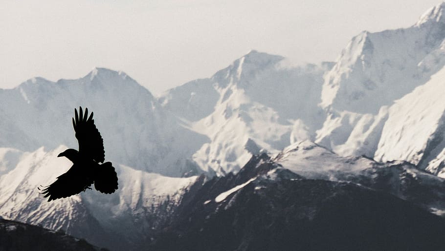 silhouette, uccello, volante, montagna di neve, fotografia di silhouette, aquila, montagna, falco, Ali, la neve, roccia, scogliera, catena montuosa, temi animali, animali allo stato selvatico, animale, fauna selvatica, scenics - natura, nessuno, vertebrato, un animale, natura, bellezza nella natura, parte del corpo animale, paesaggio, ali spiegate, cielo, giorno, all'aperto, montagna innevata, picco di montagna, 2K