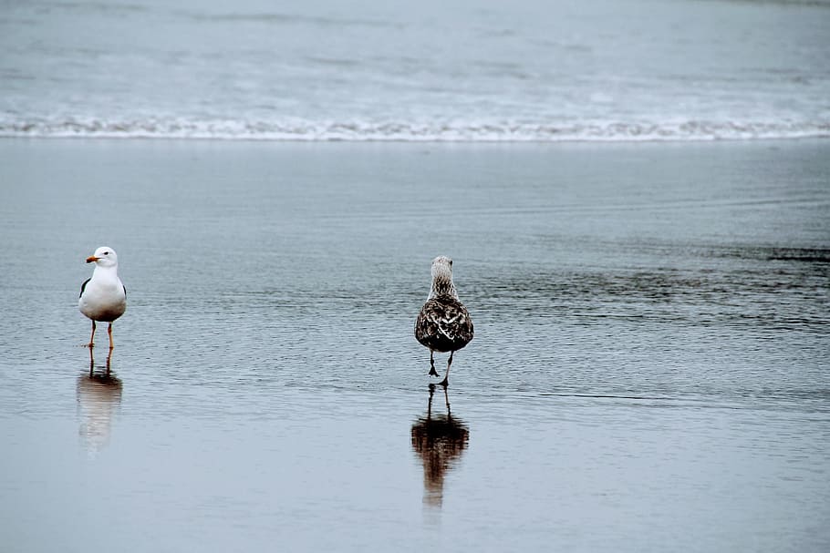 gabbiano, spiaggia, due, corri, mare, uccello, Due, correre, mare, uccello, onda, acqua, sabbia, oceano, temi animali, animali allo stato selvatico, riflessione, natura, animale, fauna selvatica, vertebrato, gruppo di animali, due animali, nessuno, giorno, bellezza nella natura, appollaiati, all'aperto, 4K