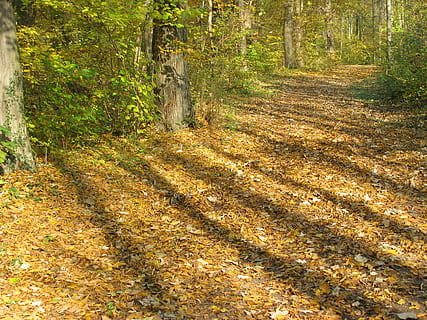 bosc, Camí, humor, llum, ombra, camí forestal, tardor, fulles, naturalesa, Alemanya, baden württemberg, arbres, a l'aire lliure, escena rural, escenics, cap gent, arbre, terra, planta, dia, tranquil·litat, tronc de l'arbre, tronc, bellesa a la natura, llum solar, creixement, part de la planta, escena tranquil·la, escena no urbana, full, canvi, ruta, 2K, CC0, domini públic, lliure de regalies