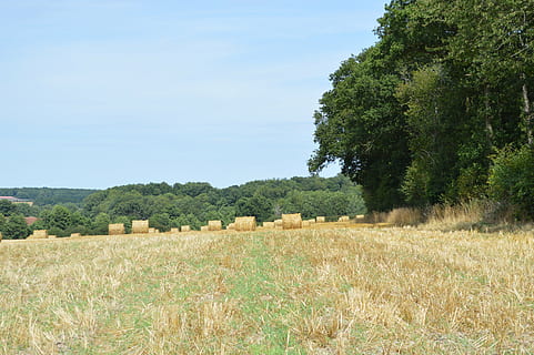campos, Paja, pacas de heno, planta, árbol, campo, paisaje, tierra, agricultura, heno, cielo, granja, tranquilidad, belleza en la naturaleza, naturaleza, paisajes - naturaleza, escena rural, escena tranquila, bala, ambiente, crecimiento, día, nadie, al aire libre, 5K, CC0, dominio público, libre de derechos