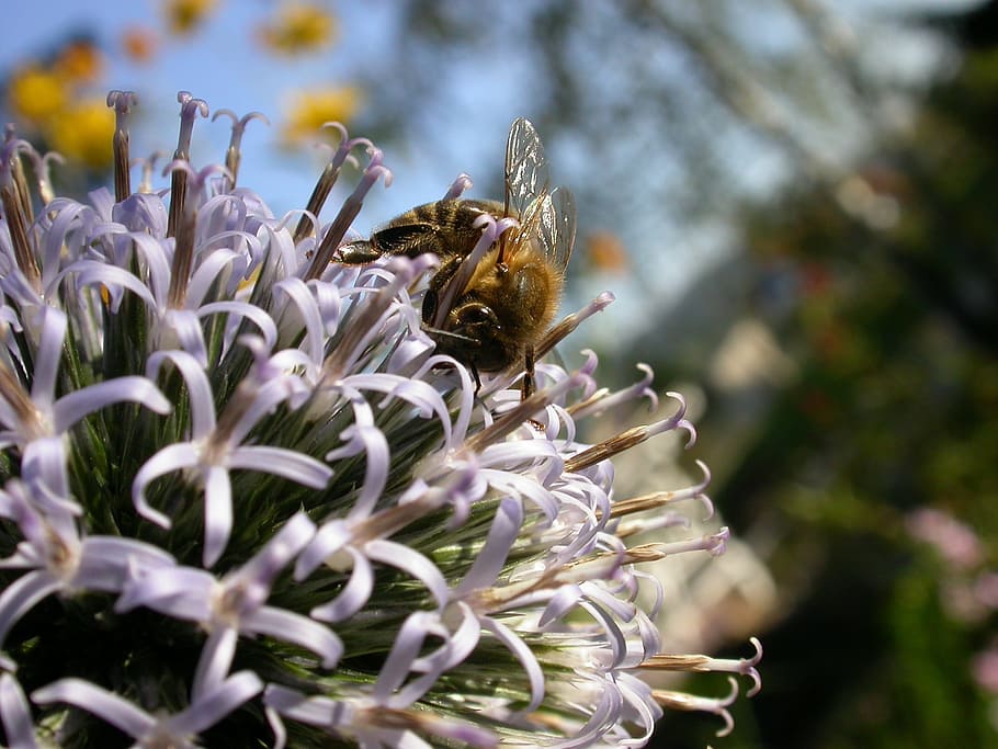bi, nektar, blomstre, flor, insekt, makro, tæt, indsamle nektar, honningbi, dyr i naturen, dyre temaer, dyreliv, dyr, plante, et dyr, hvirvelløse, skønhed i naturen, blomst, blomstrende plante, vækst, natur, skrøbelighed, bestøvning, tæt på, sårbarhed, ingen mennesker, dag, blomsterhoved, udendørs, humlebi, 1080P
