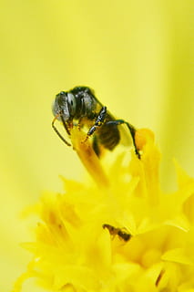 lille bi, bi, blomst, blomstercenter, nektar, honning, honningbi, Mawanella, sri lanka, Ceylon, landbrug, gul, et dyr, dyre temaer, dyr, blomstrende plante, dyreliv, dyr i naturen, insekt, hvirvelløse, skønhed i naturen, blomsterhoved, tæt på, skrøbelighed, natur, kronblad, plante, sårbarhed, friskhed, ingen mennesker, bestøvning, udendørs, 1080P, CC0, offentligt domæne, royaltyfrie