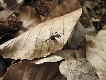 formiga, fulles, petit, bosc, tancar, naturalesa, insecte, temes d'animals, un animal, invertebrat, animal, animals a la natura, fauna animal, full, part de la planta, cap gent, primer pla, dia, a l'aire lliure, vista d’angle alt, zoologia, sec, ala dels animals, enfocament selectiu, terra, 4K, CC0, domini públic, lliure de regalies
