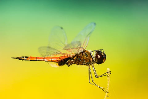 selectiu, foto del focus, marró, libèl·lula, fotografia macro, insecte, vol, ala, volar, senyoreta, mosquit, ull, error, primer pla, Dragon-fly, volant, cap, naturalesa, animal, invertebrat, fauna animal, temes d'animals, animals a la natura, un animal, ala dels animals, fons de colors, cap gent, groc, zoologia, part del cos dels animals, a l'aire lliure, centrar-se en primer pla, artròpode, bellesa a la natura, planta, ull d’animals, 4K, CC0, domini públic, lliure de regalies