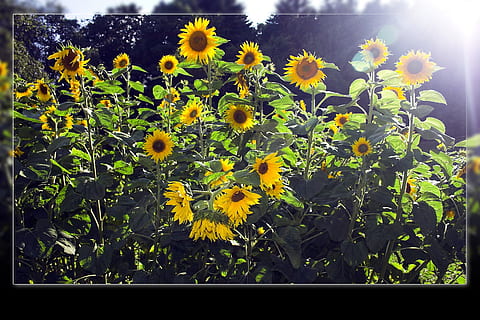 girasole, i raggi del sole, fiore, pianta, sole, raggi, fioritura, fiorire, campo, crescita, giallo, natura, estate, pianta fiorita, bellezza nella natura, freschezza, fragilità, vulnerabilità, luce del sole, testa di fiore, infiorescenza, giorno, nessuno, avvicinamento, petalo, filtro di post produzione automatico, trasferimento stampa, all'aperto, 720P, CC0, dominio pubblico, privo di copyright
