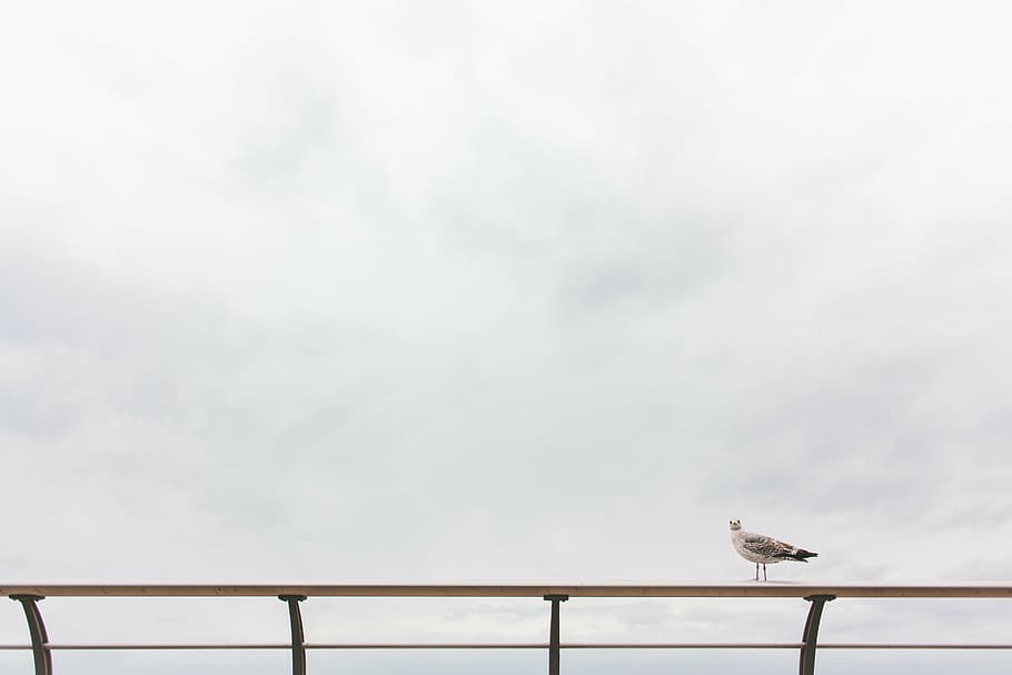 gavina, ocell, assegut, barana, naturalesa, animal, vida salvatge, aus marines, fauna, a l'aire lliure, cel, temes d'animals, fauna animal, vertebrats, animals a la natura, núvol - cel, un animal, posat, vista d’angle baix, cap gent, dia, còpia espai, arquitectura, Color blanc, sostre, 5K