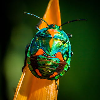 verd, taronja, error, fotografia macro, escarabat de juny, escarabat, insecte, multicolor, vida salvatge, temes d'animals, animal, primer pla, fauna animal, un animal, invertebrat, animals a la natura, centrar-se en primer pla, cap gent, color verd, naturalesa, antena animal, part del cos dels animals, bellesa a la natura, ala dels animals, dia, a l'aire lliure, papallona - insecte, ull d’animals, 2K, CC0, domini públic, lliure de regalies
