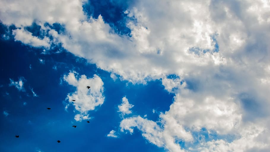 dangus, debesys, paukščių, bandos, mėlyno dangaus debesys, ruduo, sezoną, pobūdį, mėlyna, debesis - dangus, oras, „cloudscape“, lauke, dieną, vasara, fonas, oro, meteorologija, scenos, Debesuota, klimatas, stratosfera, balta, erdvė, grožis gamtoje, visą kadrą, nėra žmonių, gyvūnų temos, skraidantis, gyvūnas, vidurio oro, vaizdai - gamta, balta spalva, paukštis, laisvė, stuburiniai, ramioje scenoje, retai, 4K