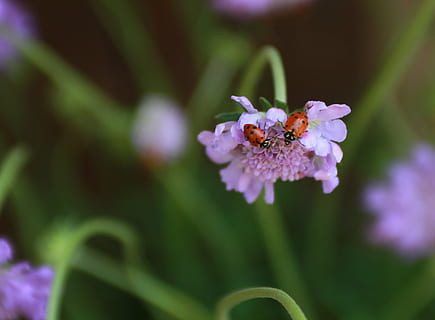 bug, insekt, marihøne, par, bille, makro, dyreliv, blomst, lilla, antenne, kamerat, liten, rød, flekker, dyr, hage, fly, vinger, to, sommer, miljø, blomstre, natur, anlegg, nærbilde, friskhet, rosa farge, blomstrende plante, skjørhet, petal, skjønnhet i naturen, sårbarhet, vekst, blomsterhodet, inflorescence, virvelløse, selektiv fokusering, fokusere på forgrunnen, dyre temaer, ingen folk, pollinering, pollen, våren, 4K, CC0, offentlig domene, opphavsrett gratis
