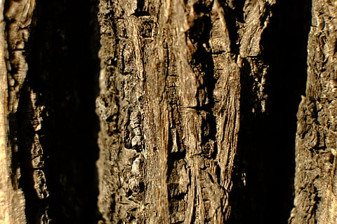 tree, bark, log, nature, structure, brown, pattern, of course, tree bark, tribe, texture, surface, wood, fabric, gnarled, old, powerful, close, out, grain, ridge, hard bark, textured, tree trunk, trunk, close-up, wood - material, full frame, backgrounds, rough, no people, plant, sunlight, plant bark, outdoors, day, focus on foreground, natural pattern, natural condition, 4K, CC0, public domain, royalty free