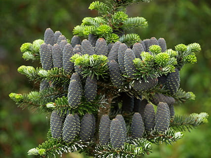 juni, grön, skog, träd, natur, vår, barr-, trädgård, växt, nål - växtdel, närbild, tillväxt, grön färg, fokusera på förgrunden, dag, inget folk, skönhet i naturen, utomhus, mönster, naturligt mönster, botanik, växtdel, blad, solljus, mat och dryck, friskhet, lugn, barrträd, 1080P, CC0, offentligt domän, royaltyfria