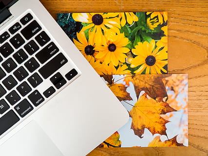 macbook, laptop, computer, technologie, kantoor, bureau, bedrijf, afbeeldingen, foto's, bloemen, geel, tafel, bloeiende plant, bloem, natuur, toetsenbord, geen mensen, Draadloze technologie, herfst, deel van de plant, detailopname, blad, schoonheid in de natuur, hoge hoekmening, verbinding, communicatie, buitenshuis, verandering, esdoorn blad, bladeren, 4K, CC0, publiek domein, royaltyvrij