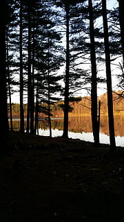 backlit, ฤดูใบไม้ผลิ, pondside, Pinetrees, ธรรมชาติ, ต้นไม้, ป่า, ภูมิประเทศ, กลางแจ้ง, ฤดูใบไม้ร่วง, scenics, ป่าไม้, ปลูก, ที่ดิน, ความเงียบสงบ, ฉากที่เงียบสงบ, ลำต้น, ลำต้นของต้นไม้, ความงามในธรรมชาติ, Scenics - ธรรมชาติ, การเจริญเติบโต, ไม่มีคน, สิ่งแวดล้อม, ท้องฟ้า, ฉากที่ไม่ใช่ในเมือง, สนาม, ภาพเงา, 4K, CC0, โดเมนสาธารณะ, ค่าลิขสิทธิ์ฟรี