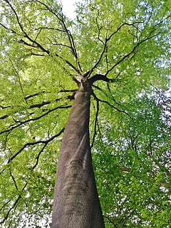 arbre verd, faig, arbre de faig, corona, arbre, fulles, estètic, branques, verd, dosser, registre, arbre caducifoli, potent, tribu, fusta, primavera, planta, botànica, bosc, alt, des del fons, perspectiva, tronc de l'arbre, tronc, vista d’angle baix, naturalesa, creixement, branca, bellesa a la natura, dia, cap gent, tranquil·litat, color verd, a l'aire lliure, terra, alta - alta, cel, escenics - natura, copa de l'arbre, directament a sota, 2K, CC0, domini públic, lliure de regalies