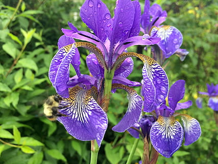 Blume, Iris, Natur, Frühling, Blumen-, Gartenarbeit, Regen, Blatt, lila, Regentropfen, Biene, Makro, Britisch-Kolumbien, Wachstum, Blütenblatt, Zerbrechlichkeit, blühende Pflanze, Pflanze, Schönheit in der Natur, Verletzlichkeit, Frische, Nahansicht, Blütenkopf, Blütenstand, Fokus auf den Vordergrund, Tag, keine Leute, Iris - Pflanze, draußen, Pollen, 2K, CC0, gemeinfrei, lizenzfrei