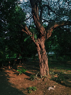 landscape, nature, earth, dark, aged, aging, background, bark, big, blur, botanical, branches, close-up, colors, day, daylight, dry, environment, growth, leaves, natural, outdoors, plants, trees, view, tree, plant, trunk, tree trunk, tranquility, land, no people, beauty in nature, forest, tranquil scene, branch, field, scenics - nature, non-urban scene, 2K, CC0, public domain, royalty free