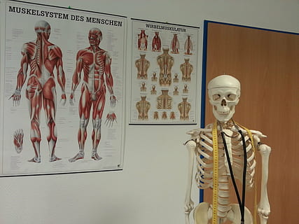 lebensgroßes Skelett, Zimmer, Skelett, Knochen, Anatomie, Knochenstruktur, Muskeln, Krankenhaus, Arzt, Arztzimmer, Lehrtafel, Lehren, medizinisch, Praxis, menschliche Darstellung, Darstellung, menschliches Skelett, männliche Ähnlichkeit, menschlicher Knochen, drinnen, menschliches Körperteil, Kunst und Handwerk, Wandbau - Funktion, Wissenschaft, Gesundheitswesen und Medizin, Menschen, weibliche Ähnlichkeit, Kreativität, Vorderansicht, Biologie, 2K, CC0, gemeinfrei, lizenzfrei