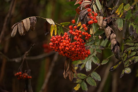 frutti di bosco, albero, vicino, bacche di sorbo, rosso, rosso bacca, fiore, all'aperto, giorno, crescita, natura, freschezza, frutta, cibo e bevande, cibo, mangiare sano, pianta, foglia, parte vegetale, bellezza nella natura, sorbe, nessuno, concentrarsi sulle conoscenze acquisite, avvicinamento, maturo, 5K, CC0, dominio pubblico, privo di copyright